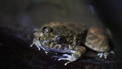 Limnonectes kuhlii