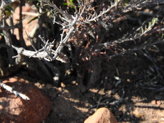 Pegolettia baccaridifolia