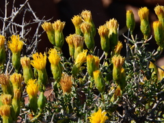 Pegolettia baccaridifolia