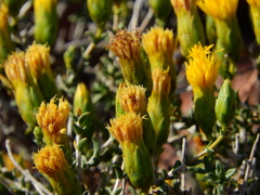 Pegolettia baccaridifolia