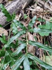 Pteris ensiformis