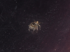 Pancorius dentichelis