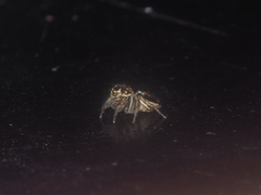 Pancorius dentichelis