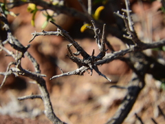 Pegolettia baccaridifolia