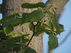 Tilia mandshurica