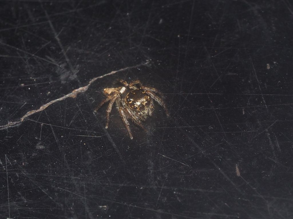 Pancorius dentichelis