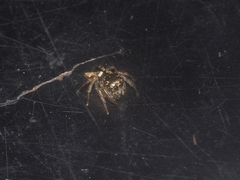 Pancorius dentichelis