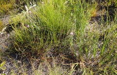 Lachnospermum umbellatum