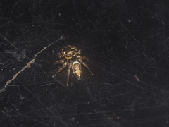 Pancorius dentichelis