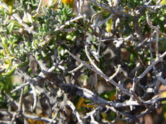 Pegolettia baccaridifolia