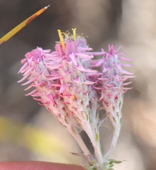 Lachnospermum umbellatum