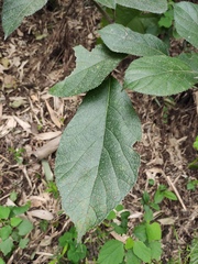 Ficus hispida