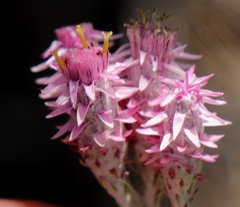 Lachnospermum umbellatum
