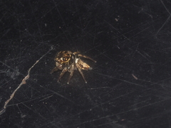 Pancorius dentichelis