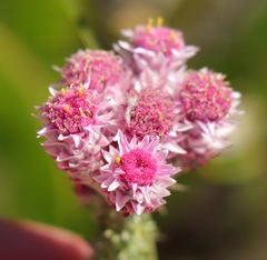 Lachnospermum umbellatum