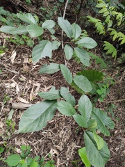 Ficus hispida
