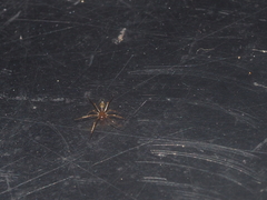 Coleosoma