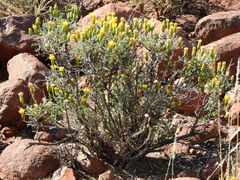 Pegolettia baccaridifolia