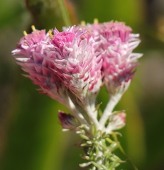 Lachnospermum umbellatum