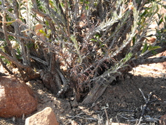 Pegolettia baccaridifolia