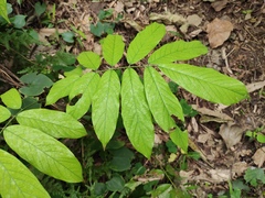 Millettia pachycarpa