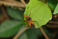Hypselonotus bitrianguliger