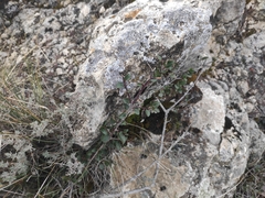 Rhamnus alaternus
