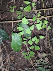 Adiantum capillus-veneris