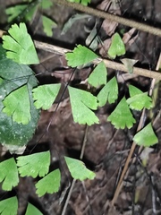 Adiantum capillus-veneris