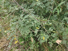 Mimosa malacophylla
