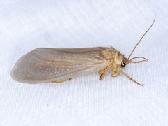 Ithone pallida