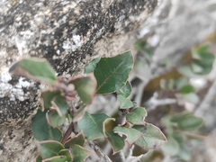Rhamnus alaternus