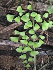 Adiantum capillus-veneris