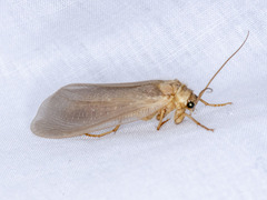 Ithone pallida