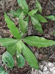 Pollia japonica