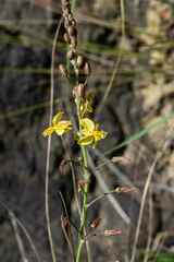 Bulbine asphodeloides