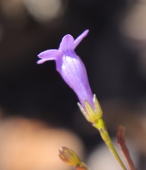 Siphocodon spartioides