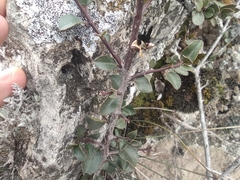 Rhamnus alaternus