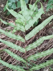 Pteris vittata