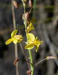 Bulbine asphodeloides