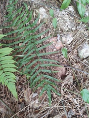 Pteris vittata