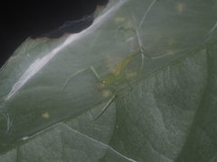 Nusatidia borneensis