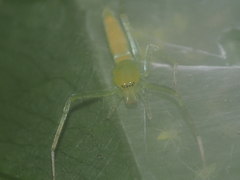 Nusatidia borneensis