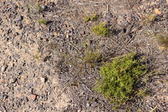 Siphocodon spartioides