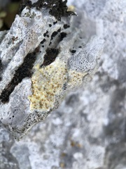 Xanthocarpia ochracea