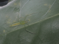 Nusatidia borneensis