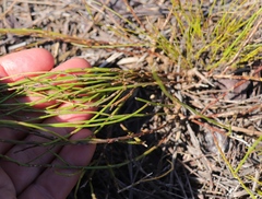 Siphocodon spartioides