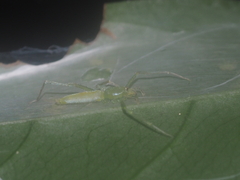 Nusatidia borneensis