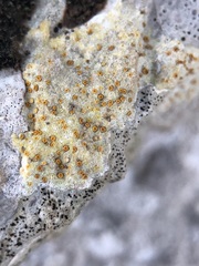 Xanthocarpia ochracea