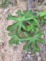 Cecropia obtusifolia